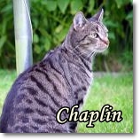 Chaplin