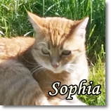 Sophia
