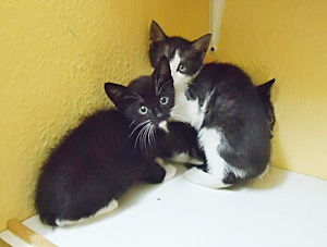 http://www.private-katzenhilfe.com/Geschichten/Annabell/annabell_4.jpg