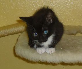 http://www.private-katzenhilfe.com/Geschichten/Annabell/Annabell_baby.JPG